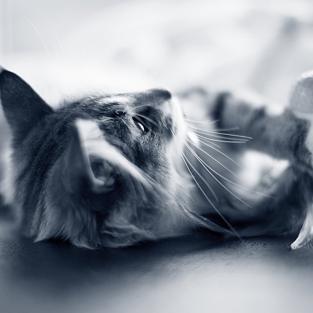 Een kat die op de grond ligt.