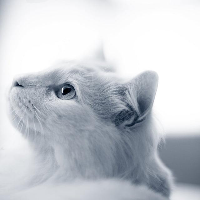 Een witte kat die omhoog kijkt.