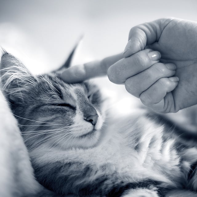 Een hand die een kat aanraakt.