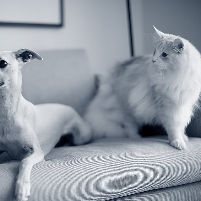 Een kat en een hond op een bank.