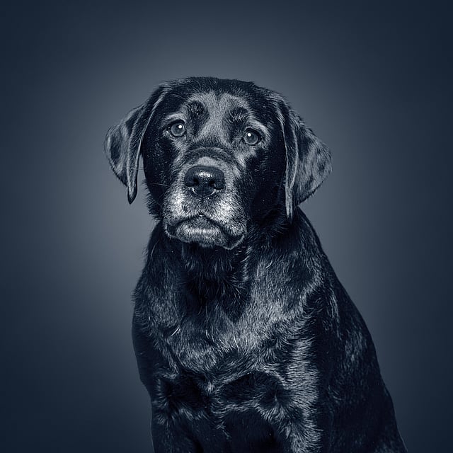 Een zwarte hond met een blauwe achtergrond.