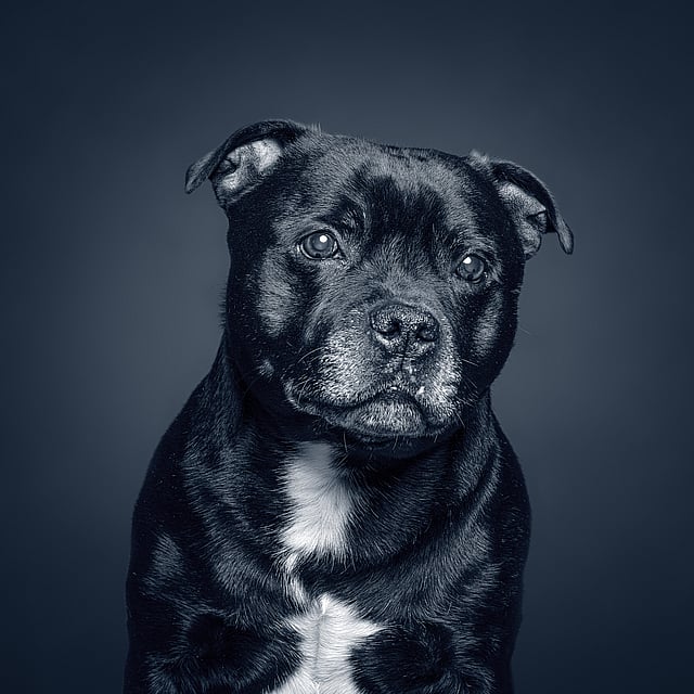 Een zwart-witte hond.