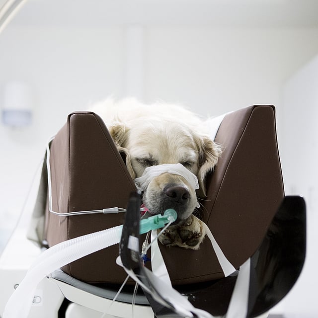 Un chien au visage bandé allongé sur une chaise.