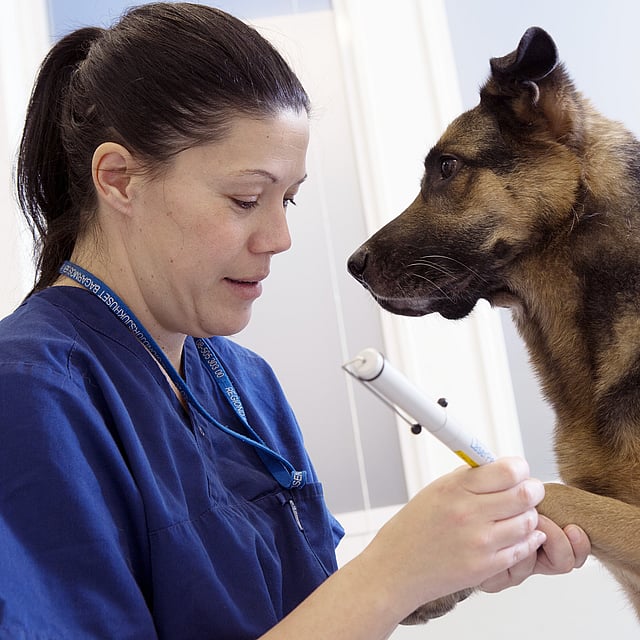 Dierenarts bereidt de hond voor op een operatie
