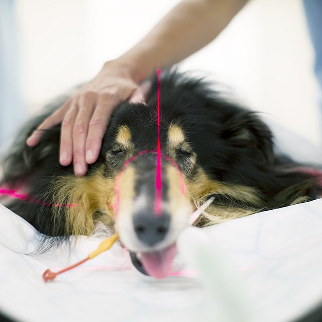 Hond ligt neer voor CT-scan