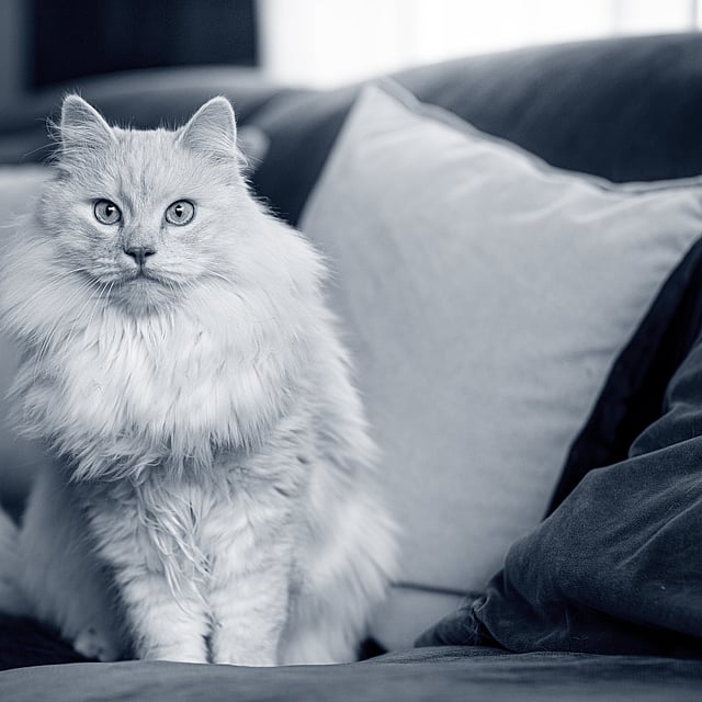 Een kat zittend op een bank.