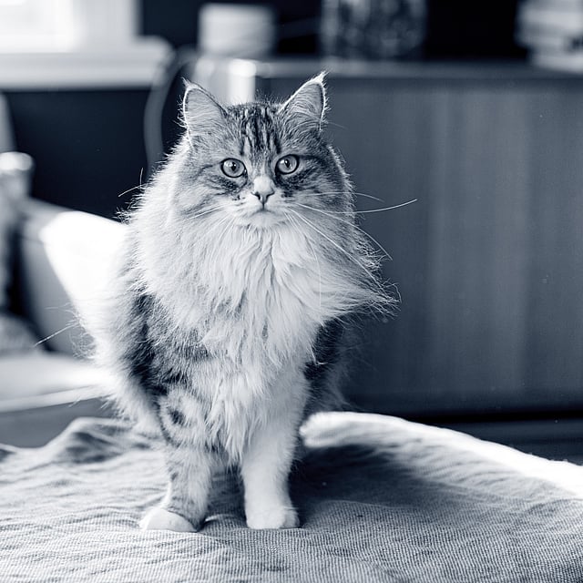 Een kat die zich op een deken bevindt.