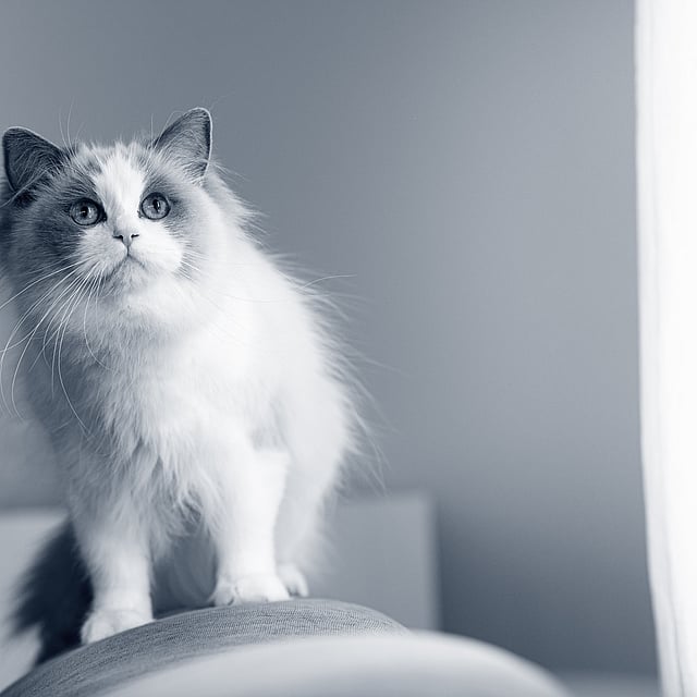 Een kat die zich op een stoel bevindt.