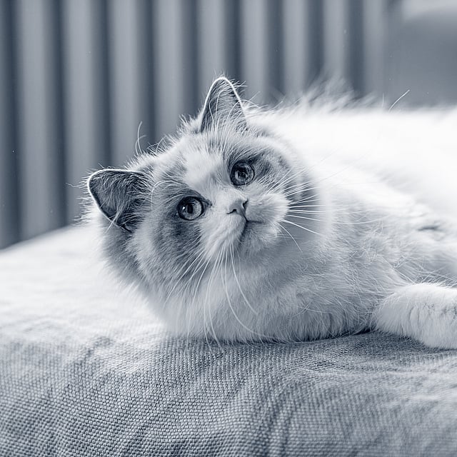 cat resting