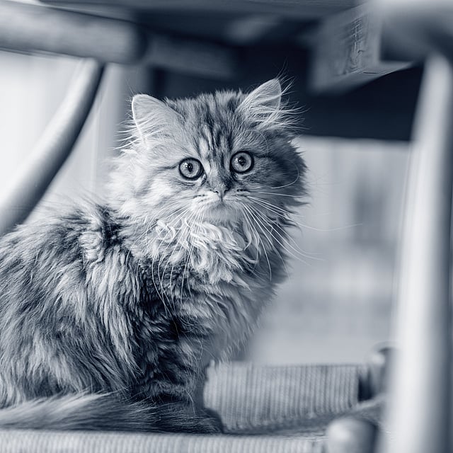 Een kat zittend op een stoel.