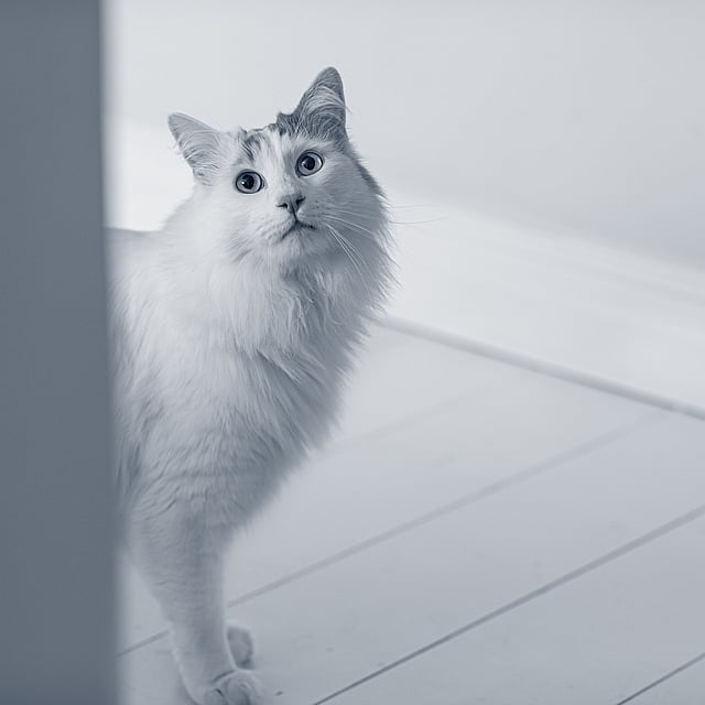 Een kat die zich op een houten vloer bevindt.