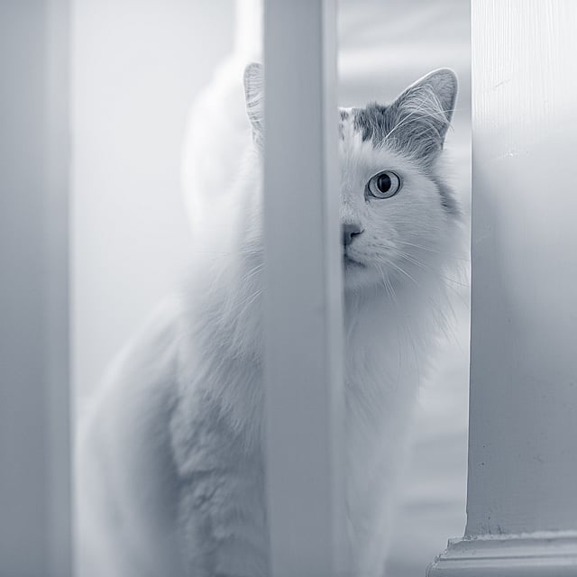 cat looking curiously