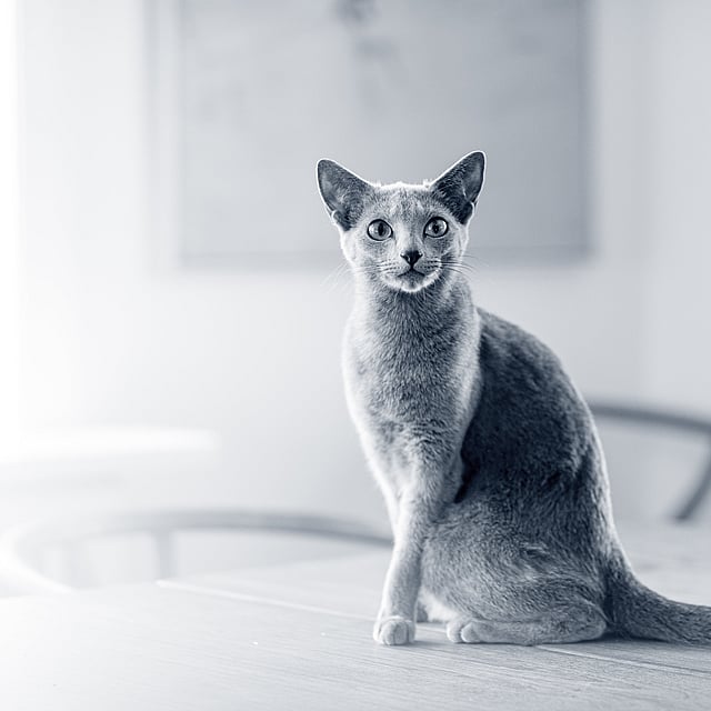 Een kat zittend op een tafel.