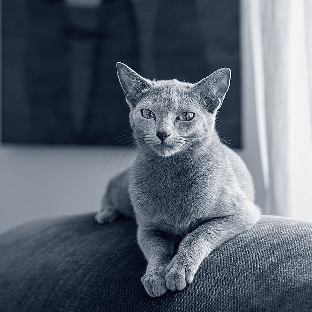 Een kat liggend op een bank.