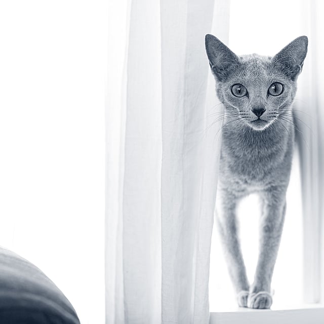 Een kat die zich op een vensterbank bevindt.