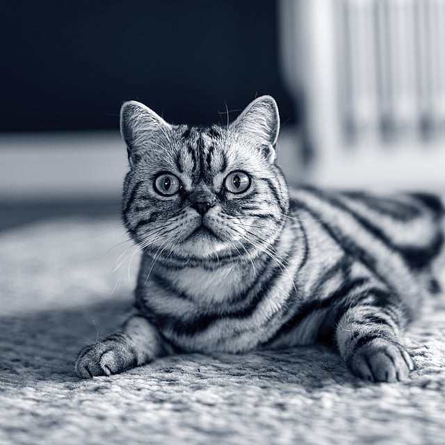 Een kat die op de grond ligt.