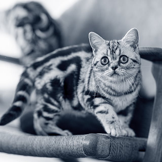 Kitten op stoel