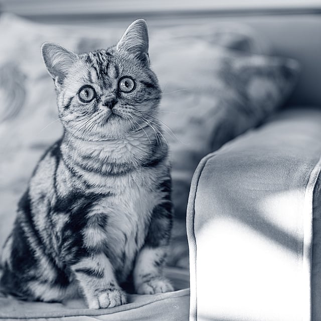 Nieuwsgierige kat op zetel
