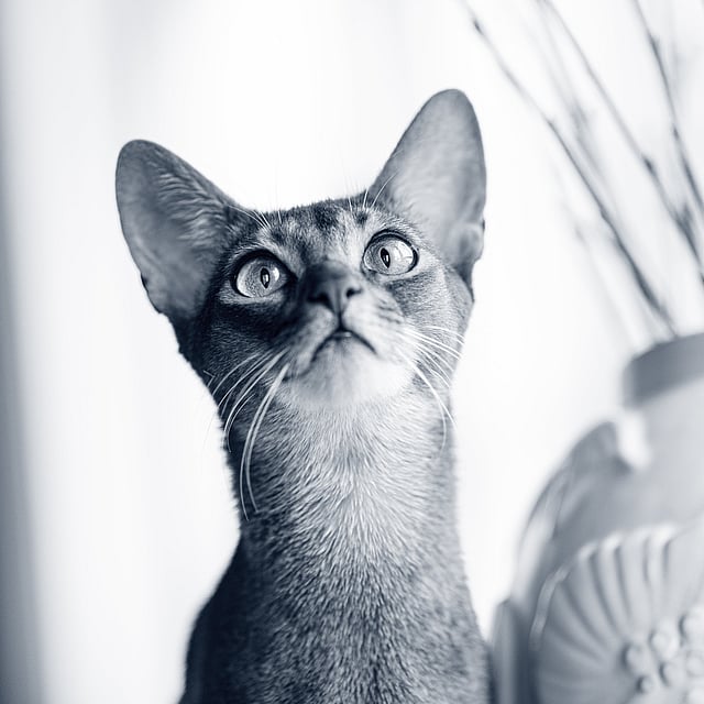 Kat kijkt gefocust