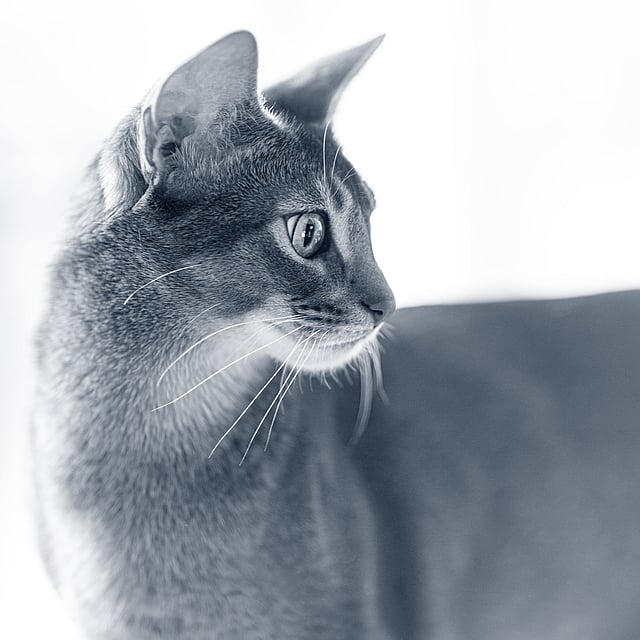 Kat met grote ogen