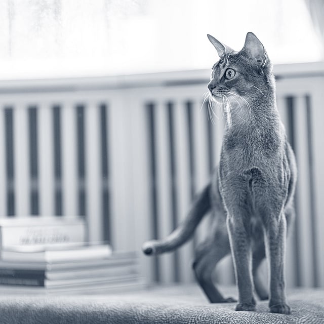 Een kat die zich op een richel bevindt.