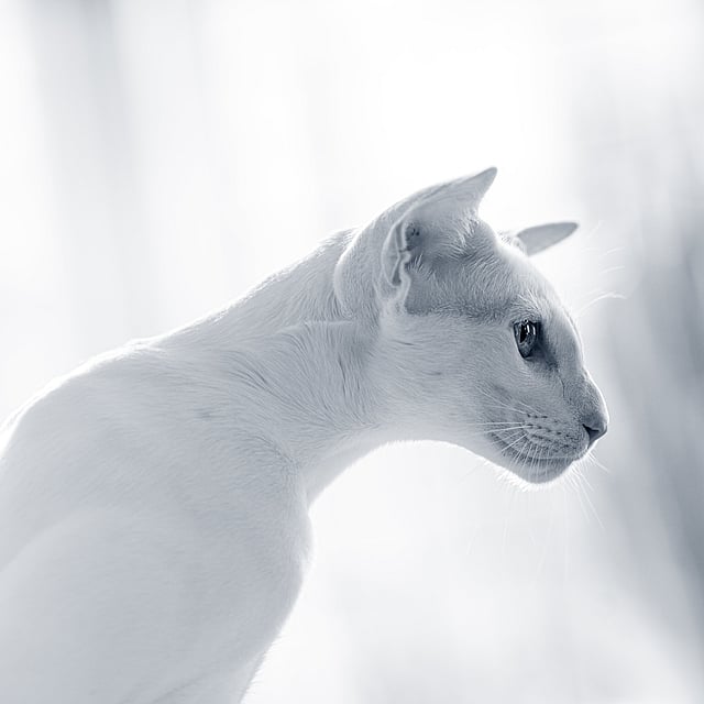 Doofheid bij katten