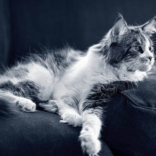 Relaxed kat
