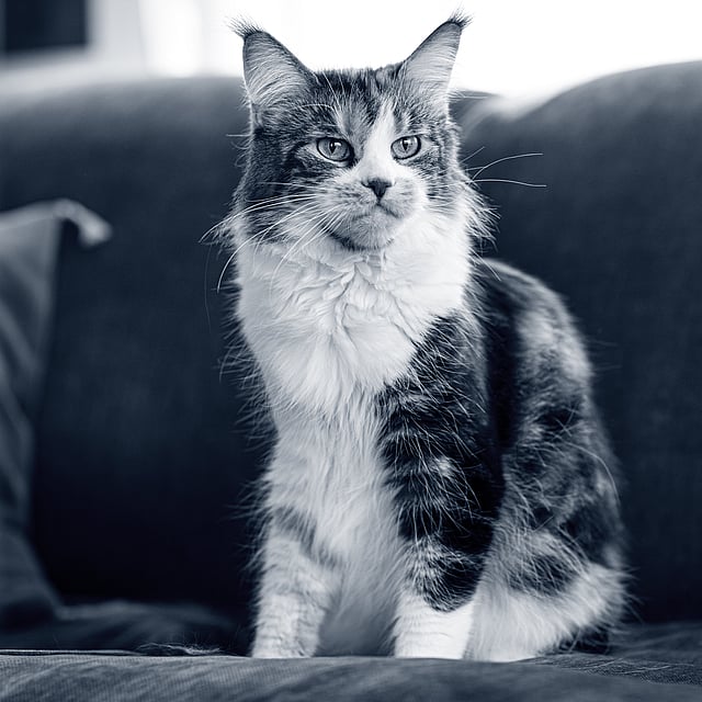 Een kat zittend op een bank.