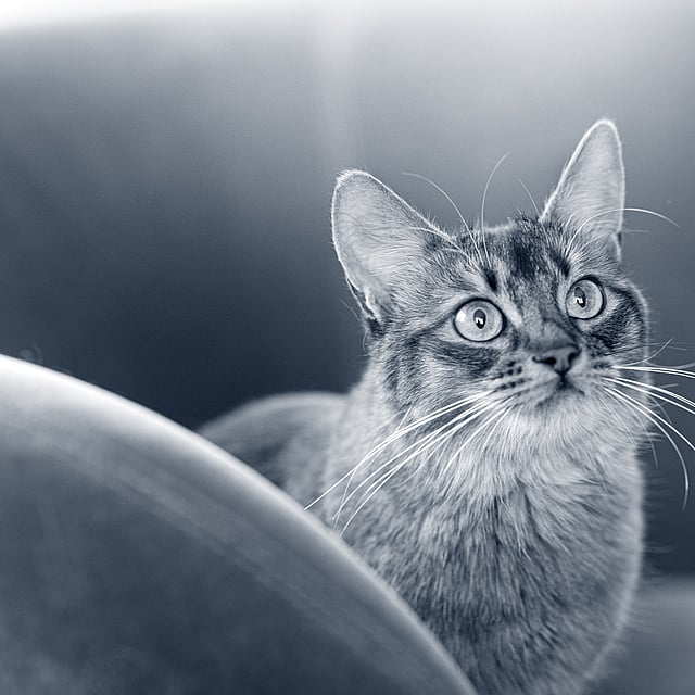 Een kat die omhoog naar de camera kijkt.