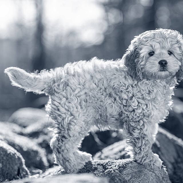 Een hond die zich op een rots bevindt.