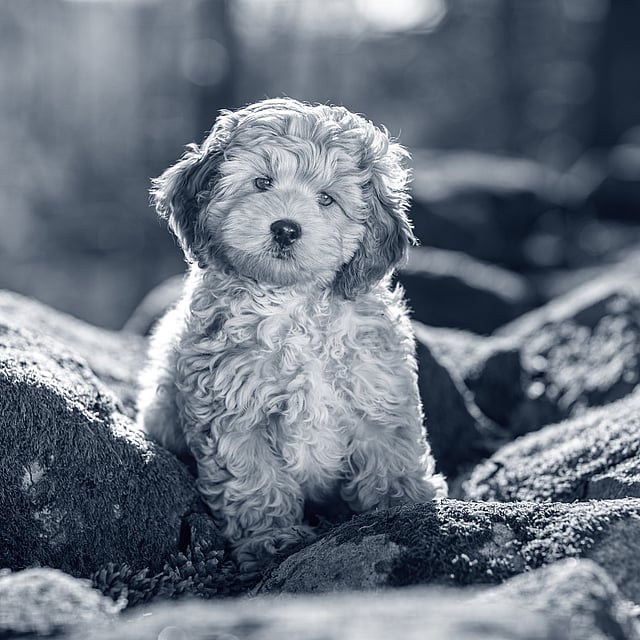 Een hond die op rotsen zit.