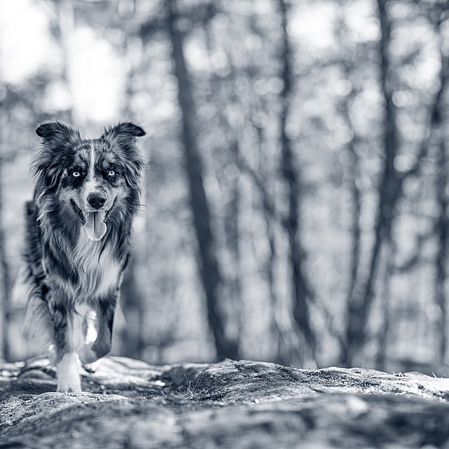 Hond wandelt in het bos
