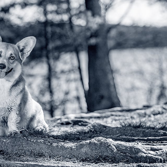 Een hond zittend op een rots.