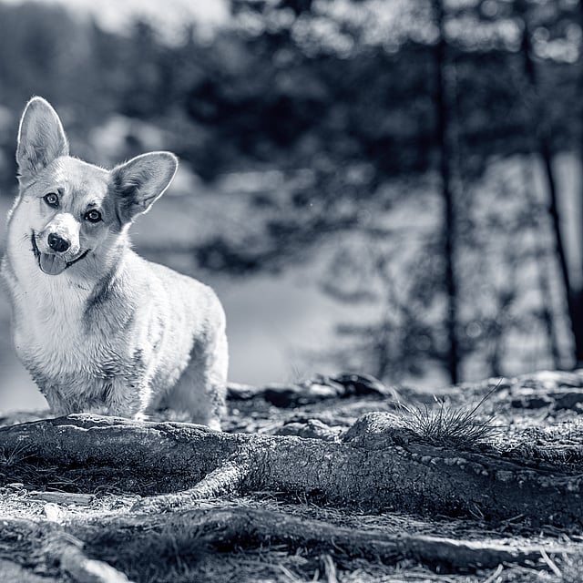 Happy looking dog