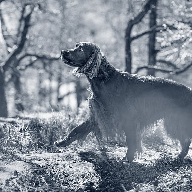 Een hond die in het bos loopt.