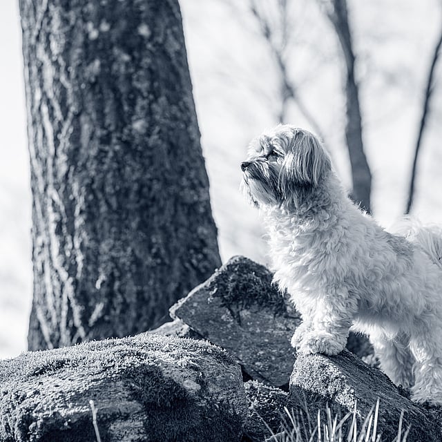 Een hond die zich op rotsen bevindt.