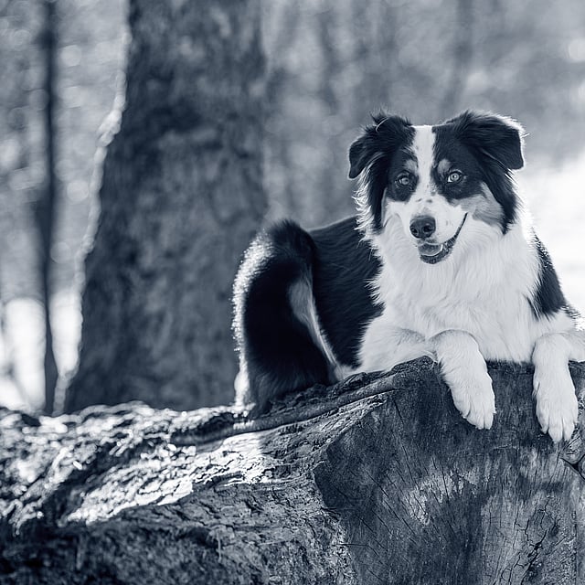Een hond liggend op een boomstronk.