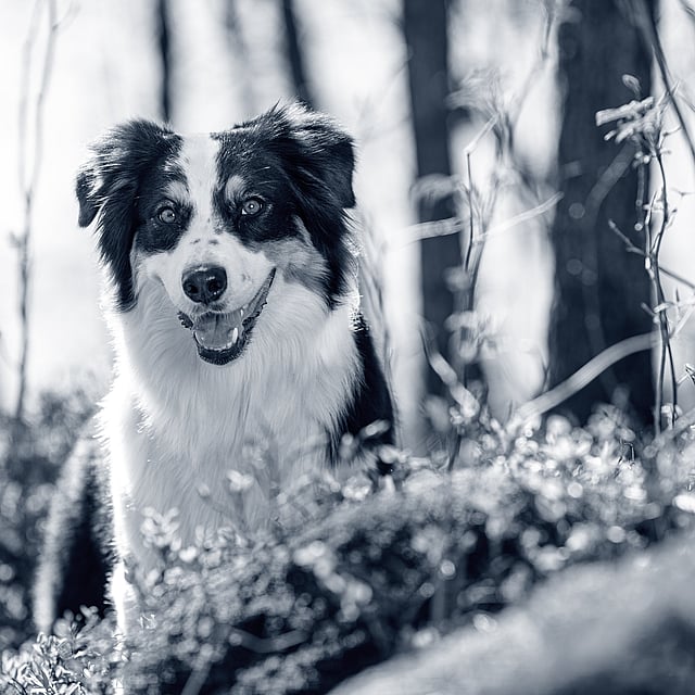 Hond in het bos