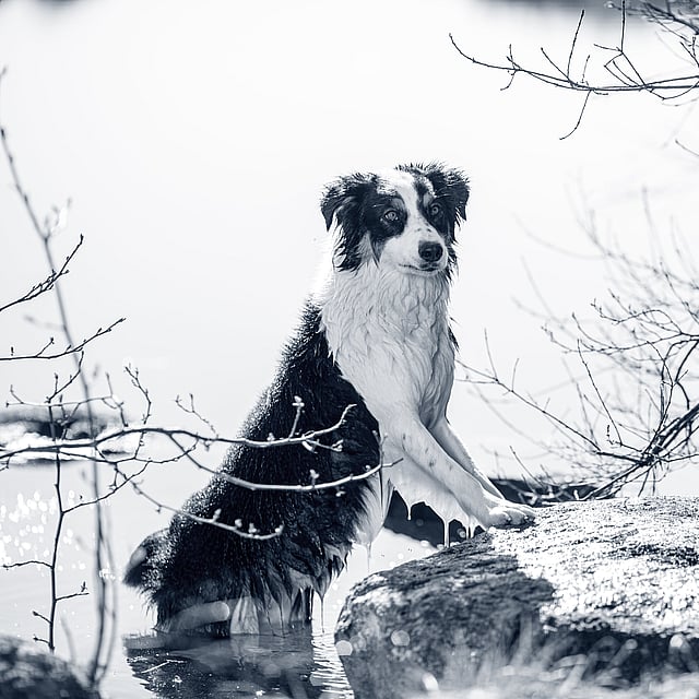 Een hond die zich op een rots in het water bevindt.