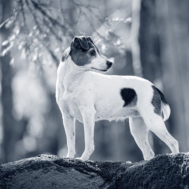 Hond kijkt over schouder