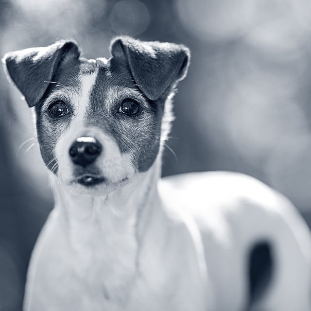 Een hond die de camera bekijkt.