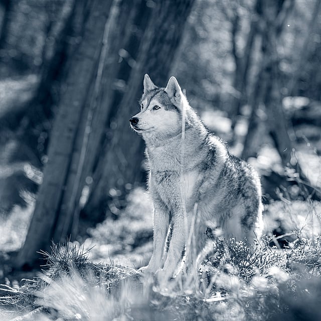 Hond in het bos