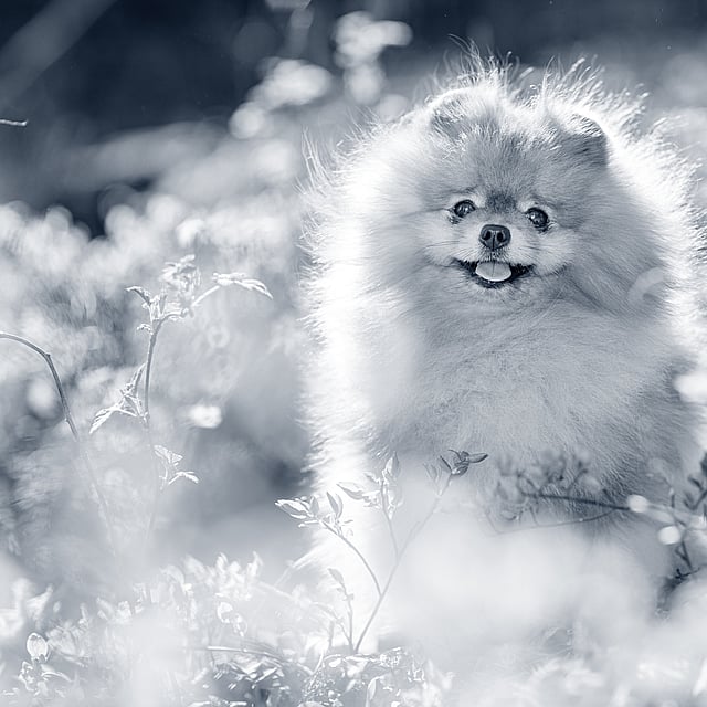 Een hond die zich in een veld bevindt.