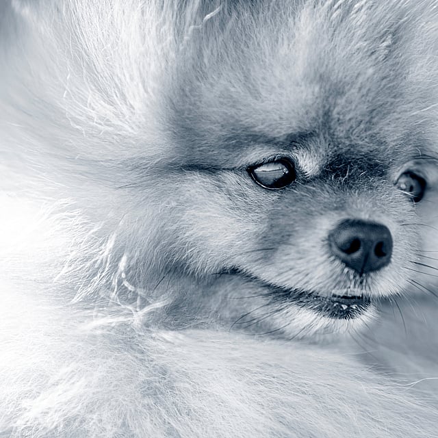Een close-up van een hond.