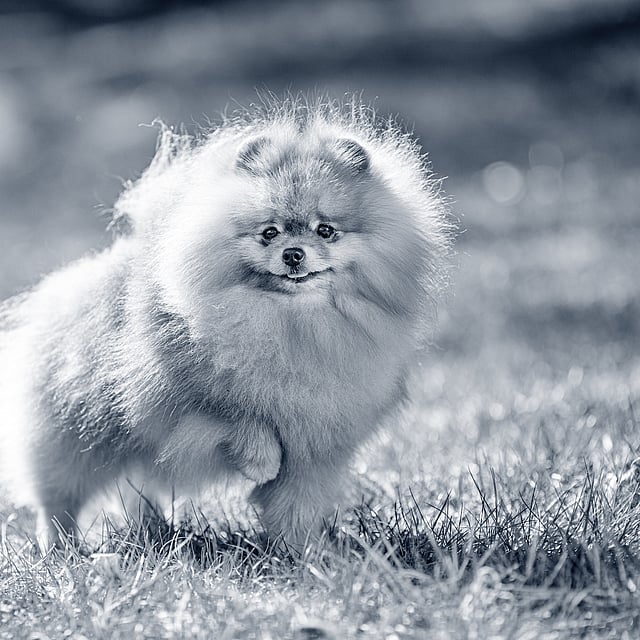 Klein hondje in het gras