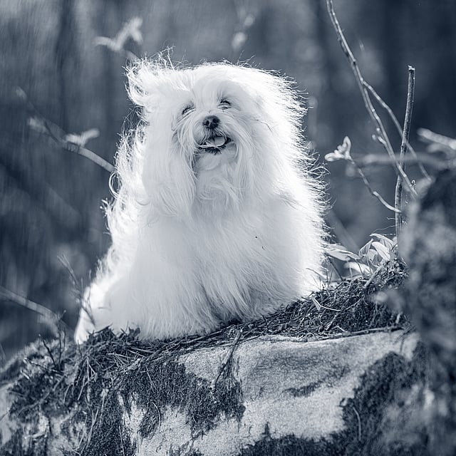 Hond zit op een rots