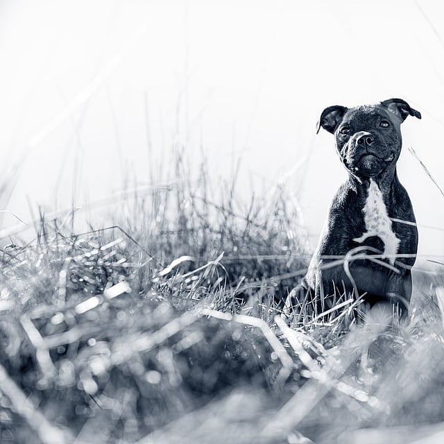 Een hond die in lang gras zit.