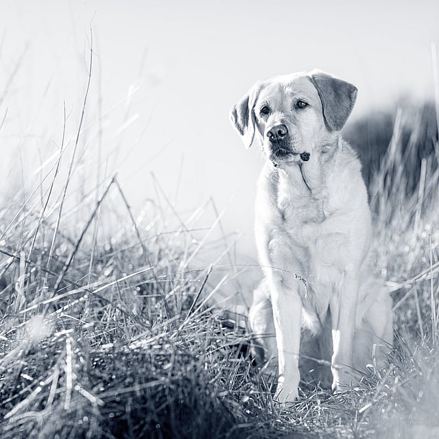 Veilig op reis met je hond