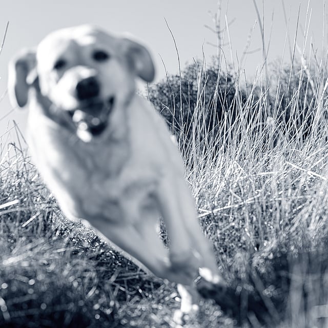 Een hond die door lang gras rent.