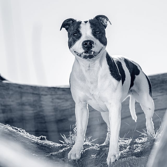 Hond kijkt gelukkig